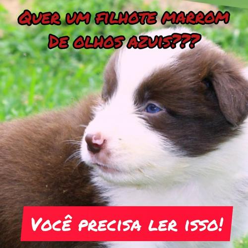 Filhotes na Cor Marrom da Raça Border Collie