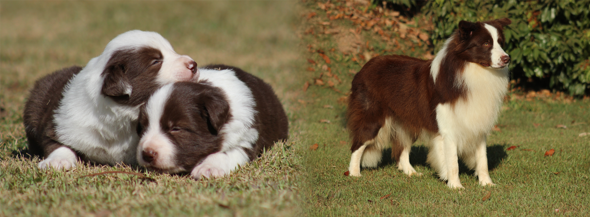 Canil Best Border Collie