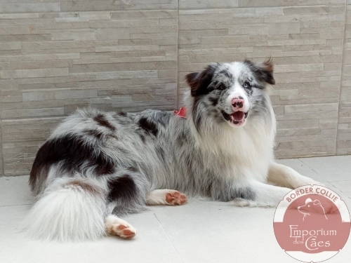 Rei - King Jingle Bells BM do Emporium dos Cães - Filho da Alaska com o Monge - com 1 ano. Mor em Juiz de Fora, MG.