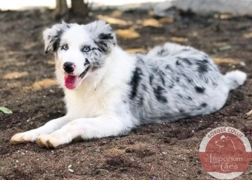  MAVERICK - MAVERICK Love BM do Emporium dos Cães - Filho da Prada com o Vince- com 6 meses. Mora no Rio de Janeiro, RJ.