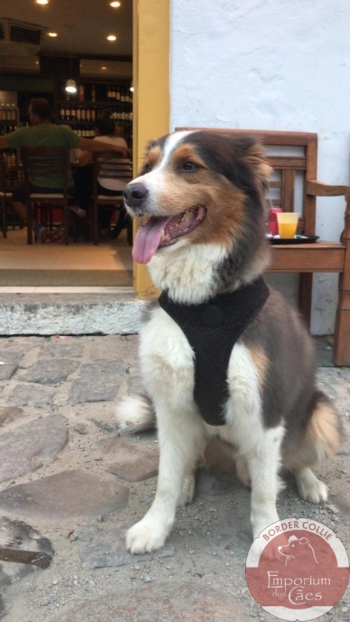 NIKI - Pollux ABT do Emporium dos Cães - Filho da J-Lo com o Woody. Mora no Rio de Janeiro, RJ.