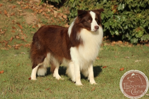 Monge - Marrom e Branco