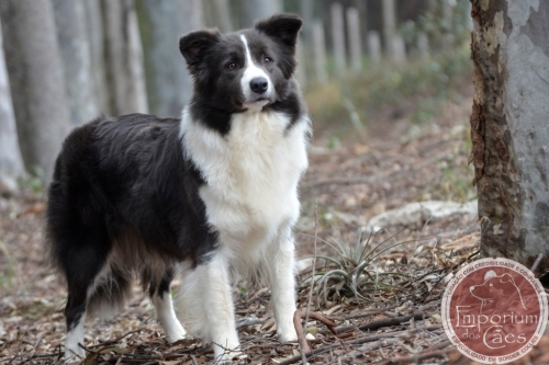 Indy - Azul e Branca