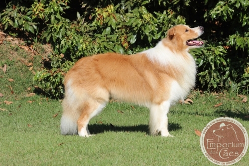 Zuck - Vermelho e Branco