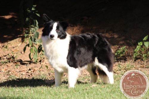 Caiena - Preta e Branca