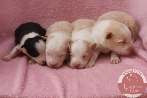 Fêmeas com 11 dias de idade