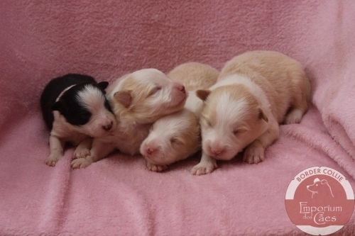 Fêmeas com 11 dias de idade