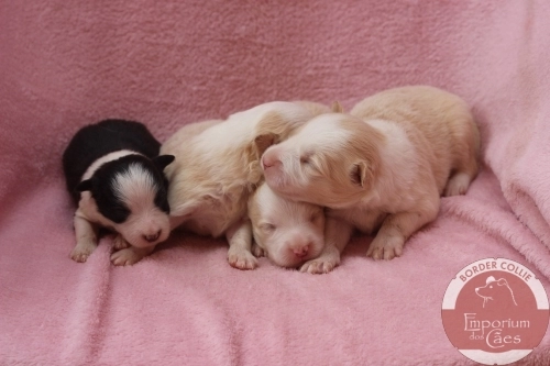 Fêmeas com 11 dias de idade