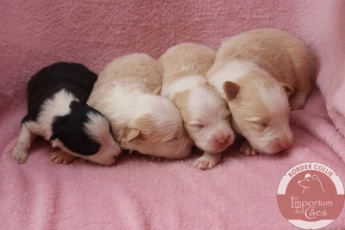 Fêmeas com 11 dias de idade