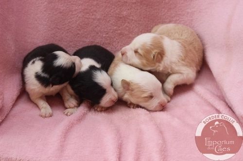 Machos com 11 dias de idade