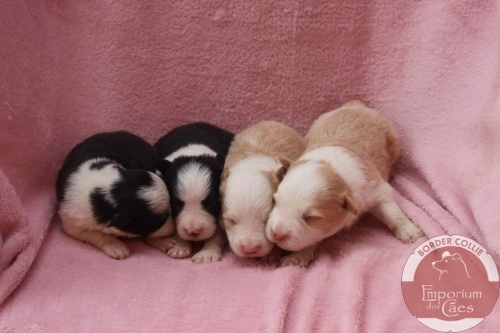 Machos com 11 dias de idade