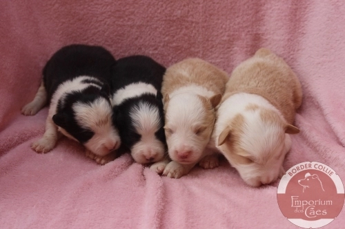 Machos com 11 dias de idade